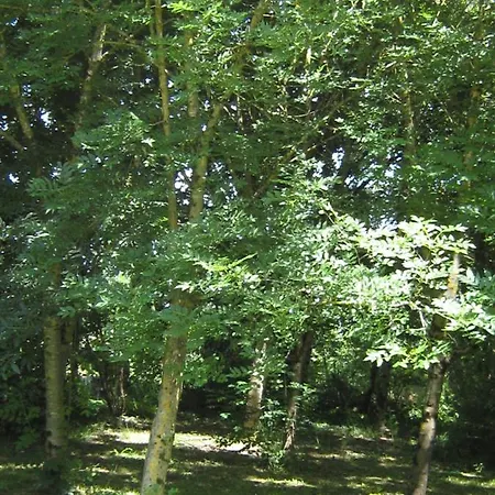 Le Petit Bois, Pres De Rocamadour, Padirac * Lavergne (Lot)