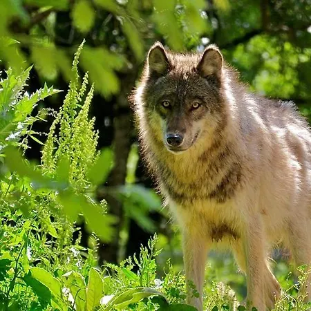 La Le Petit Bois, Pres Rocamadour, Padirac *