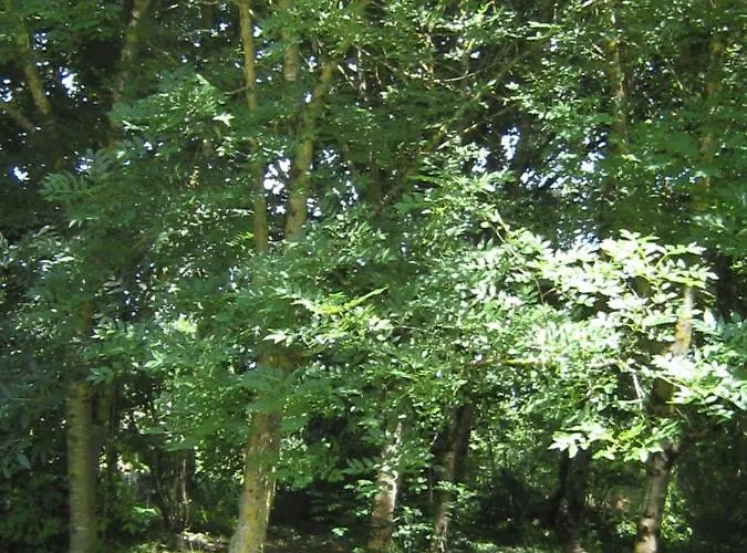 Le Petit Bois, Pres De Rocamadour, Padirac * Lavergne (Lot)